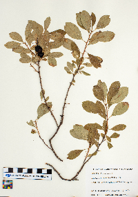 Prunus pumila image