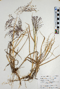 Eragrostis spectabilis image