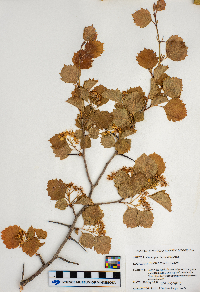 Crataegus chrysocarpa image