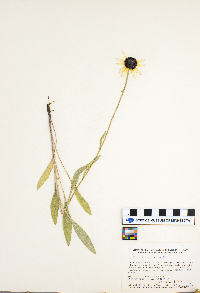 Rudbeckia hirta image