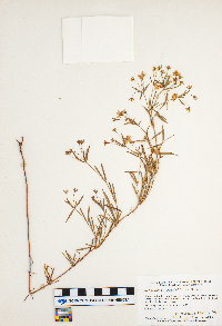 Lysimachia quadriflora image