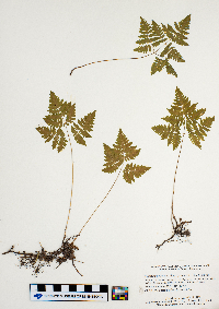 Gymnocarpium dryopteris image