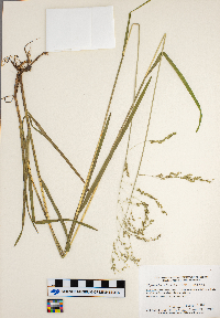 Glyceria striata image