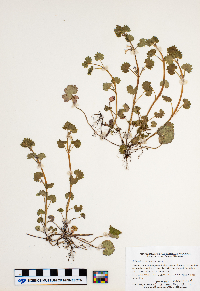 Glechoma hederacea image