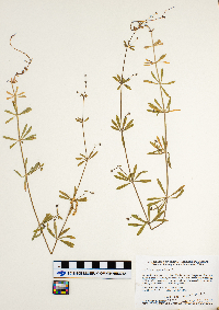 Galium aparine image