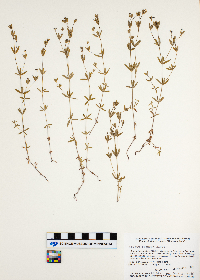 Galium obtusum image