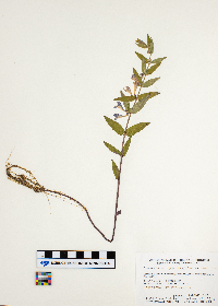 Scutellaria galericulata image