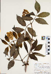 Sambucus racemosa image