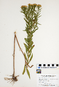 Euthamia graminifolia image