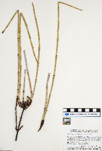 Equisetum laevigatum image