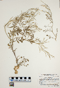 Cardamine pensylvanica image