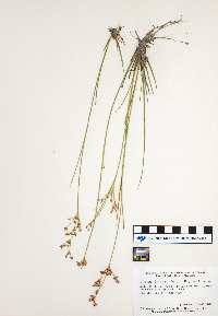 Juncus brevicaudatus image