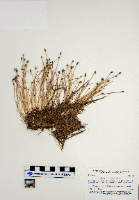 Eleocharis obtusa image