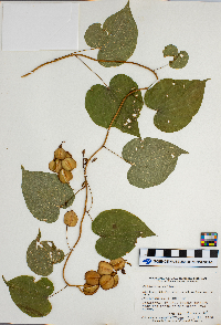 Dioscorea villosa image