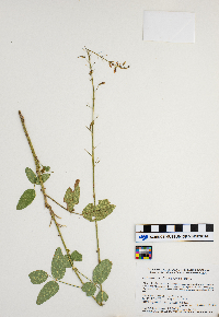 Desmodium illinoense image