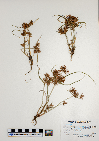 Cyperus odoratus image