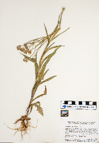 Crepis tectorum image