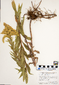 Solidago gigantea image