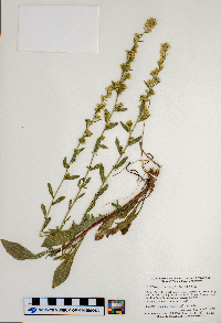 Solidago sciaphila image