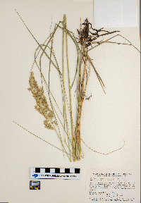 Calamagrostis stricta subsp. inexpansa image