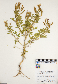 Polanisia dodecandra subsp. dodecandra image