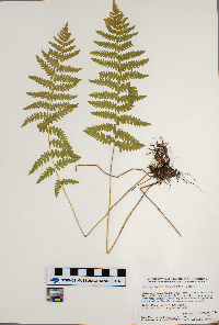 Thelypteris palustris image