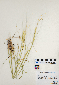 Hesperostipa spartea image