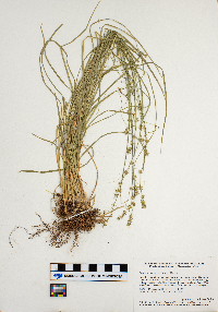 Carex rosea image