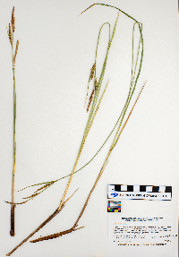 Carex stricta image