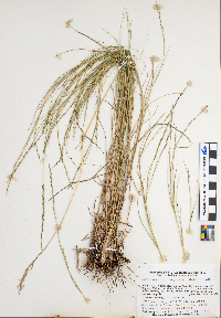 Muhlenbergia cuspidata image