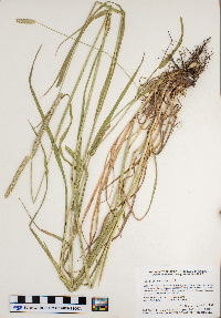 Phleum pratense image