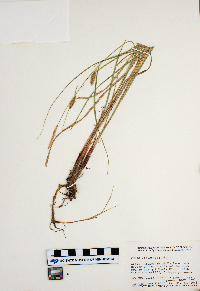 Carex lanuginosa image