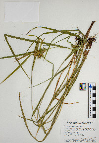 Carex intumescens image