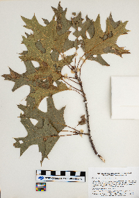 Quercus velutina image