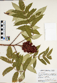 Rhus glabra image