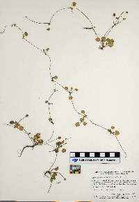 Ranunculus cymbalaria image