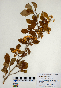 Crataegus punctata image