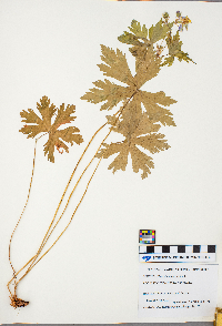 Geranium maculatum image