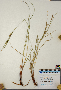 Carex pellita image