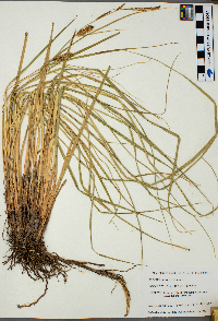 Carex vesicaria image