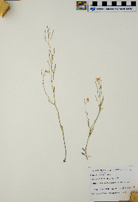 Arabidopsis lyrata image