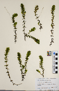 Elodea canadensis image