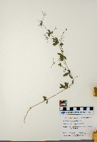 Galium triflorum image