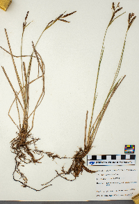 Carex stricta image