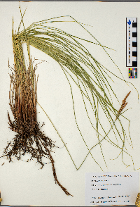 Carex stricta image