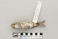 Carpodacus purpureus image