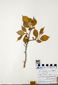 Prunus nigra image