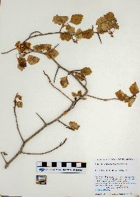 Crataegus macrosperma image