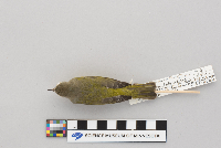 Vermivora ruficapilla image