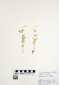 Moehringia lateriflora image